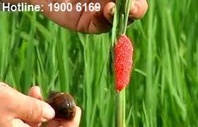 Nhập khẩu - phát tán các loài ngoại lai xâm hại phạm tội gì?