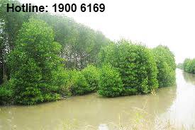 Quy định về Đất rừng phòng hộ