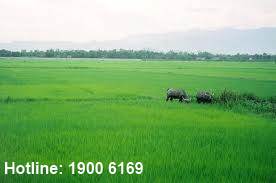 Trường hợp giao đất không thu tiền sử dụng đất