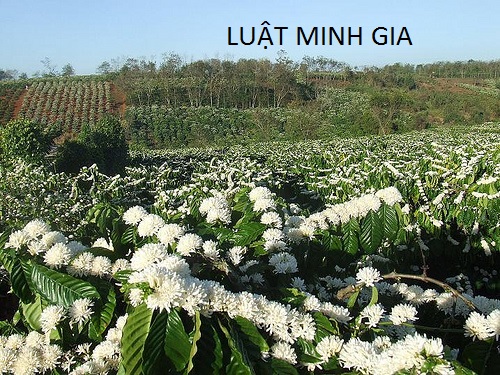 Vấn đề bồi thường cây trồng vật nuôi khi nhà nước thu hồi đất