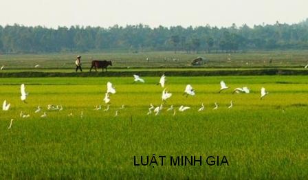 Tư vấn về chuyển quyền sử dụng đất và thừa kế theo pháp luật