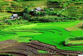 Tư vấn trường hợp UBND xã thu hồi đất canh tác của hộ gia đình