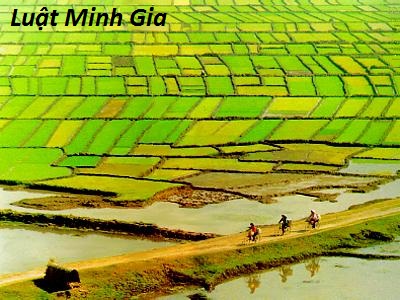 Thuế sử dụng đất nông nghiệp được tính thế nào?