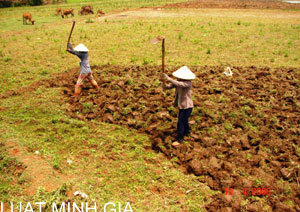 Cấp giấy chứng nhận quyền sử dụng đất cho diện tích đất vỡ hoang năm 1992