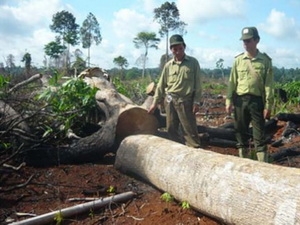 Phụ cấp kiêm nhiệm đối với ban quản lý rừng phòng hộ