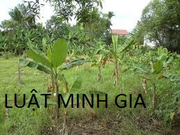 Tư vấn về thừa kế đất đai có tên của chủ hộ gia đình