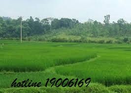 Tư vấn về việc chia thừa kế quyền sử dụng đất do ông bà để lại