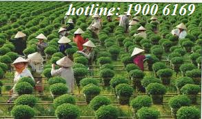 Thành viên hợp tác xã