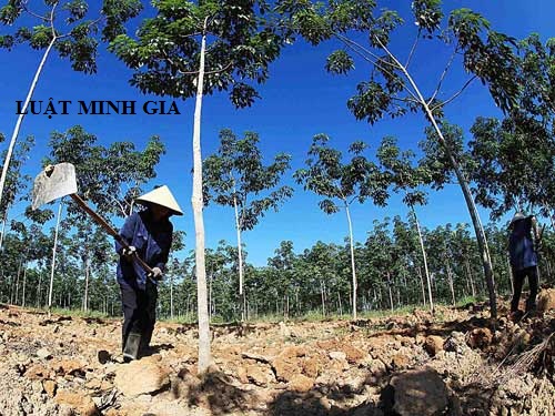 Tư vấn về bồi thường đất rừng khi bị thu hồi đất