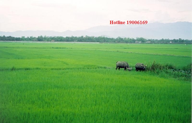 Giá đất bồi thường khi Nhà nước thu hổi đất tại Đông Anh, Hà Nội.