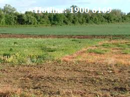Thủ tục chuyển nhượng đất trồng cây lâu năm