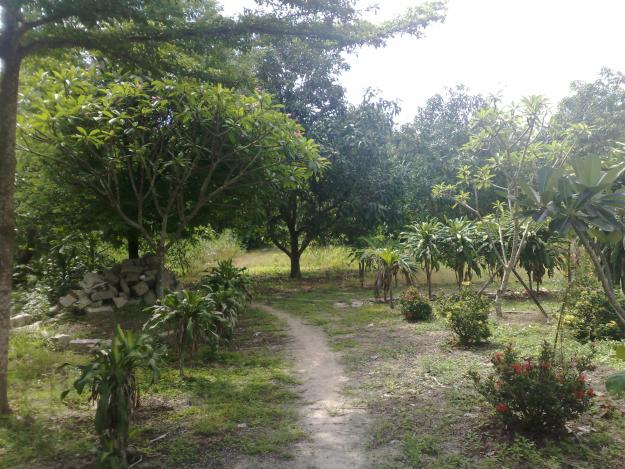 Hỏi về bồi thường khi bị thu hồi đất trồng cây lâu năm