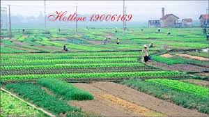 Tư vấn về thủ tục cấp lại Giấy chứng nhận quyền sử dụng đất
