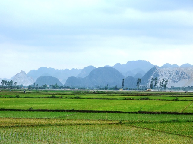 Tư vấn về trường hợp chồng tự ý giao kết hợp đồng chuyển nhượng quyền sử dụng đất