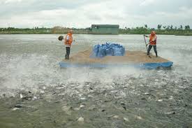 Thu hồi đất, các vật nuôi là thủy sản giải quyết bồi thường như thế nào?