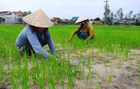 Muốn chuyển đổi mục đích sử dụng đất từ đất trồng lúa sang đất trồng chuối giải quyết như thế nào?