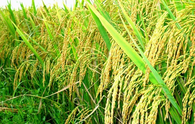Chịu trách nhiệm như thế nào trong việc chậm làm thủ tục nhận tiền hỗ trợ cho người trồng lúa