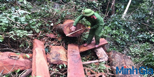 Luật sư bào chữa tội vi phạm các quy định về quản lý rừng theo Bộ luật Hình sự 2015