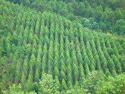 Chứng nhận quyền sở hữu rừng sản xuất là rừng trồng