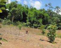 Đòi lại mảnh đất đã giao cho người khác sử dụng từ trước năm 1993