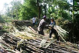 mau-hop-dong-lao-dong-thoi-vu-jpg-14082013111216-U1.jpg