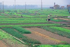 quy-dinh-ve-nguoi-su-dung-dat-jpg-26082013111354-U1.jpg