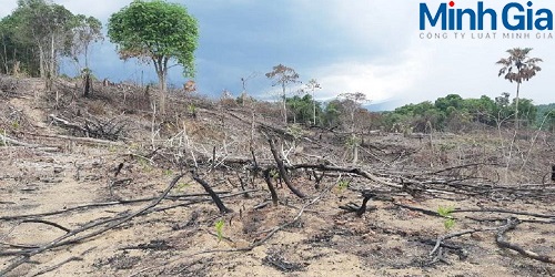 Tư vấn về tội huỷ hoại rừng